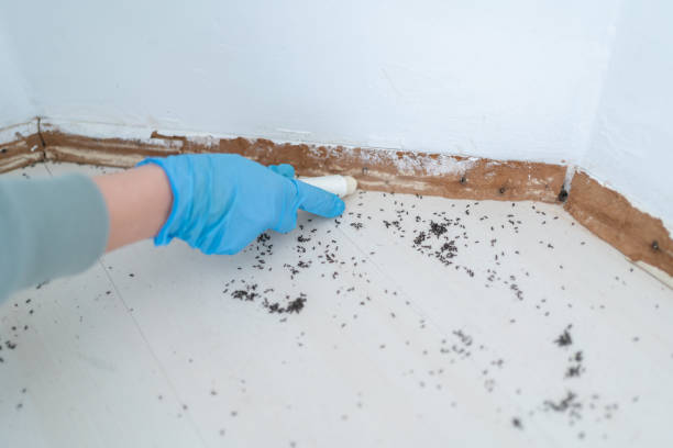 Best Local Pest Control Services  in Mckees Rocks, PA